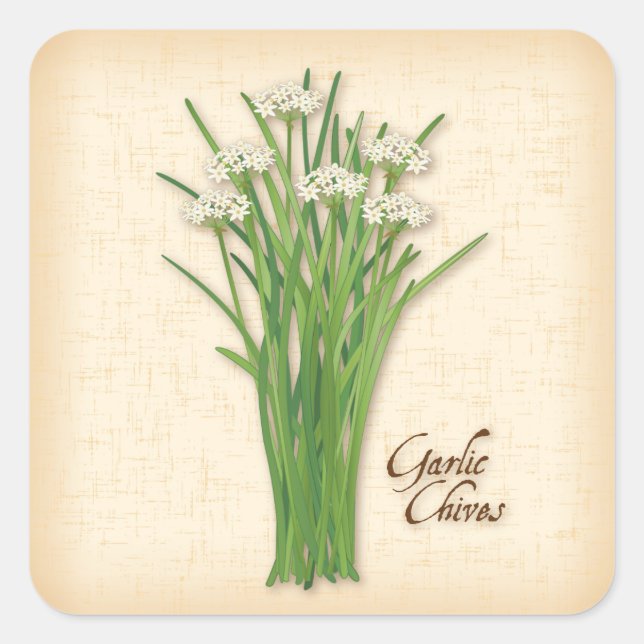 Garlic Chives Herb Square Sticker (Front)