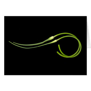 garlic scape