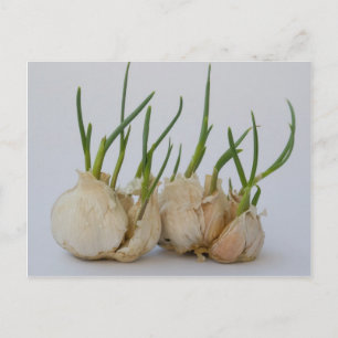 garlics postcard