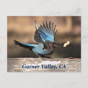 Garner Valley, CA Postcard