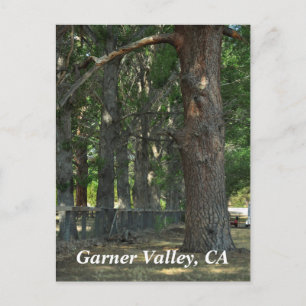 Garner Valley, CA Postcard