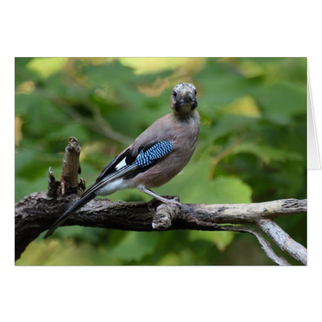 Garrulus glandarius - Eichelhäher (Front Horizontal)