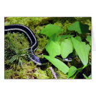 Garter Snake
