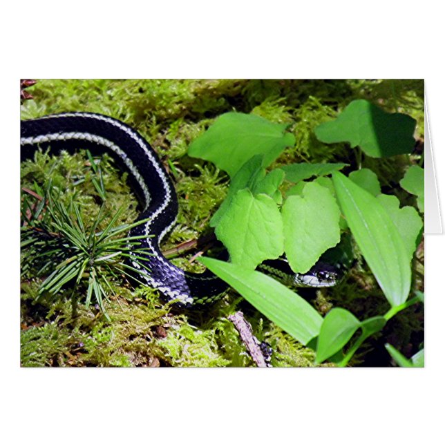 Garter Snake (Front Horizontal)