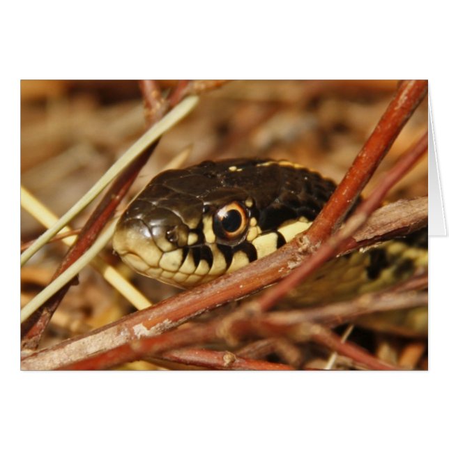 Garter Snake (Front Horizontal)