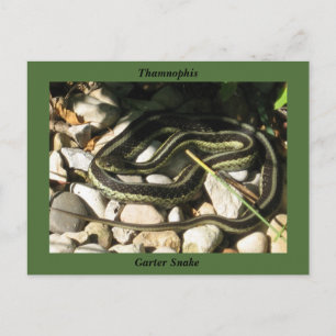 Garter Snake on Rocks (Green Border)-Thamnophis Postcard