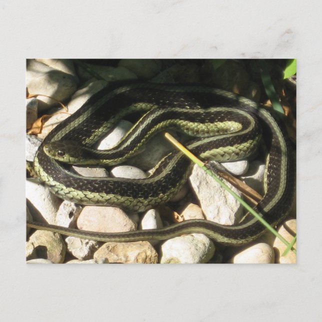 Garter Snake on Rocks Postcard (Front)