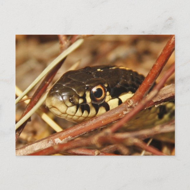 Garter Snake Postcard (Front)