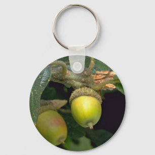 Gary oak tree fruit (quercus garryana) key ring