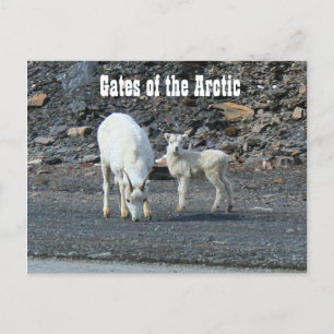 Gates of the Arctic Postcard