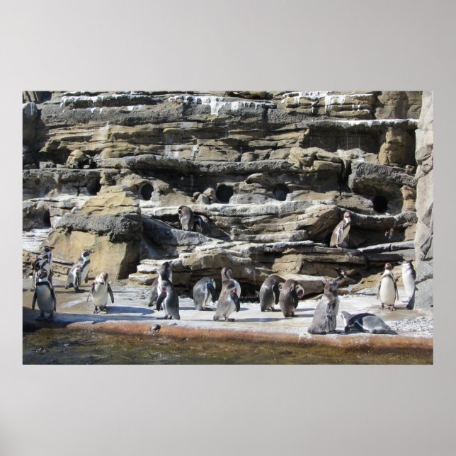 Gathering of the Penguins Poster (Front)