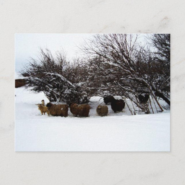 Gathering the Flock In the Snow Postcard (Front)
