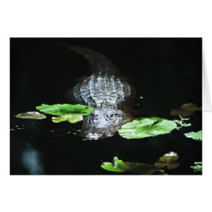 Gator