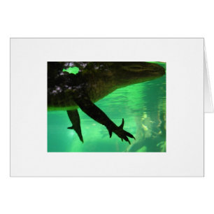 Gator