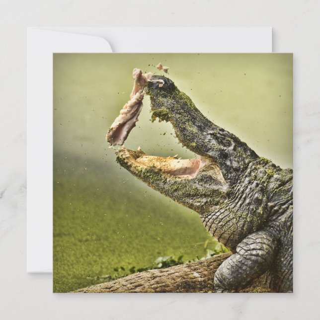Gator Catching Lunch Wildlife Photography Invitation (Front)