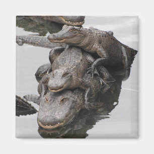 Gator Family Reunion Magnet