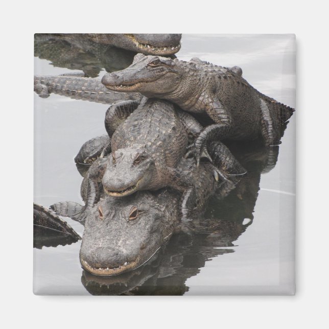Gator Family Reunion Magnet (Front)