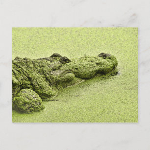 Gator - Green In Duckweed Postcard