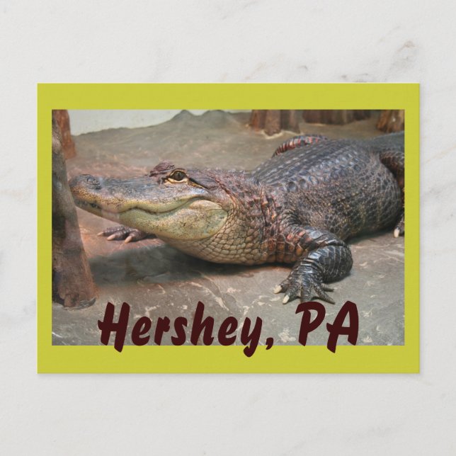 Gator Greeting from Hershey Postcard (Front)