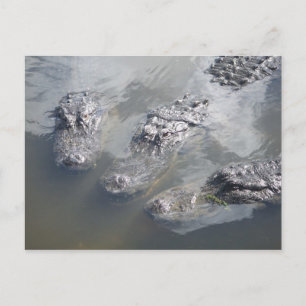 GATOR GREETINGS POSTCARD