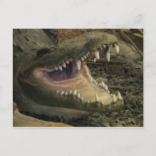 Gator Head Postcard