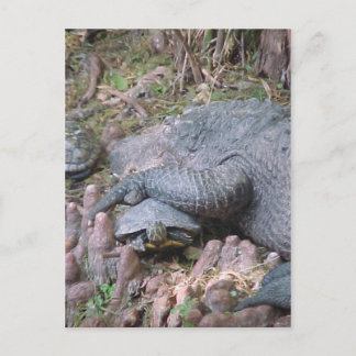 "Gator Hugs" Postcard