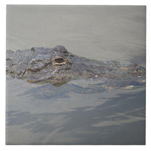 Gator In Wait Tile