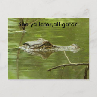 Gator in water close up postcard