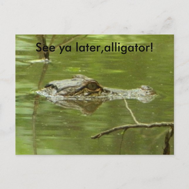 Gator in water close up postcard (Front)