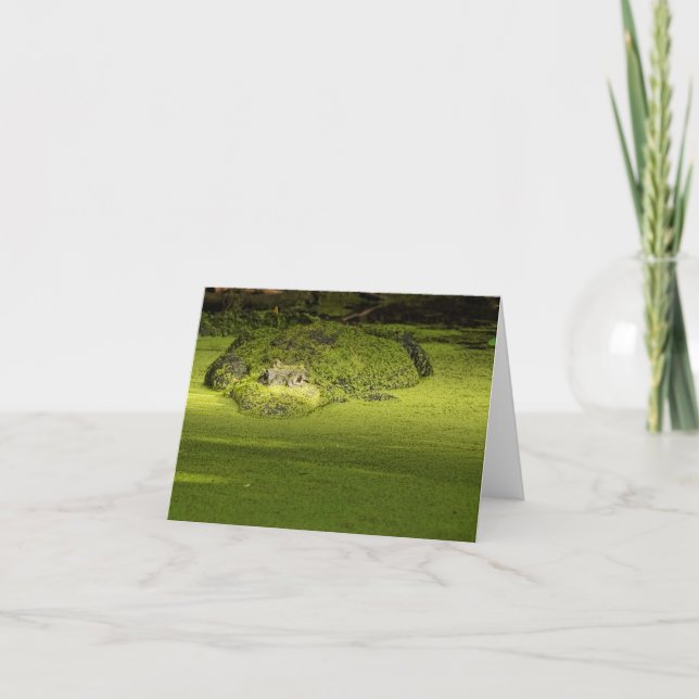 Gator Lurking in Duckweed - Nature Photograph Card (Front)