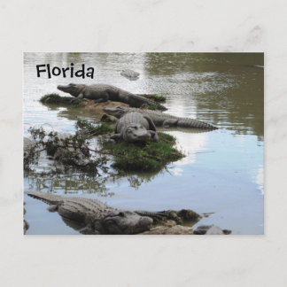 Gator Pond Postcard