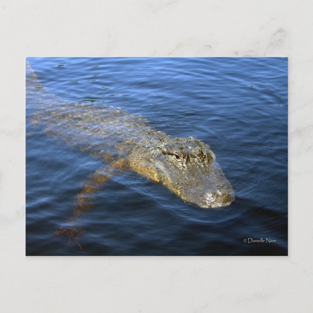 Gator Postcard (Front)