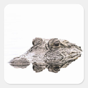 Gator Sticker