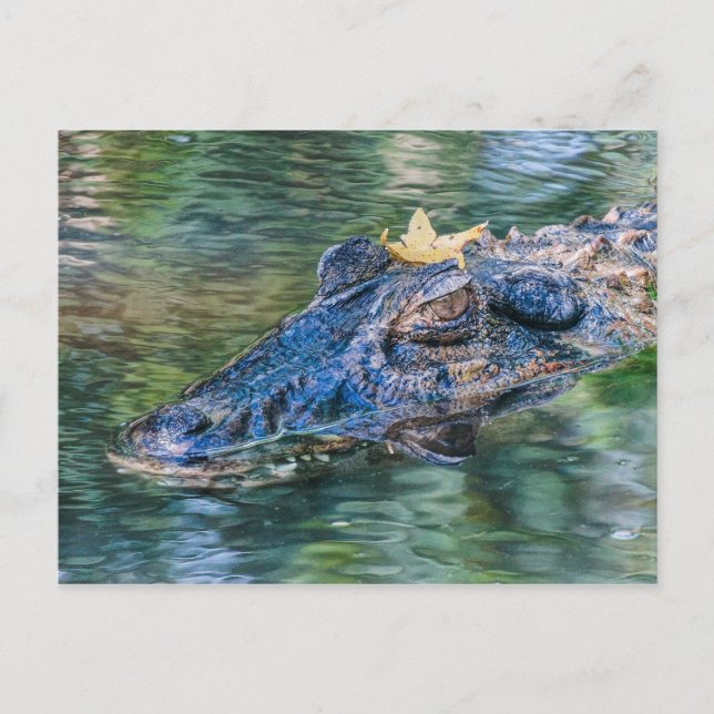 Gator with a crown postcard (Front)