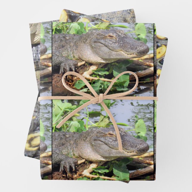 Gator Wrapping Paper Sheets - 3 Design Set (In situ)