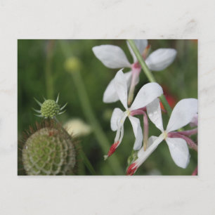 Gaura Postcard