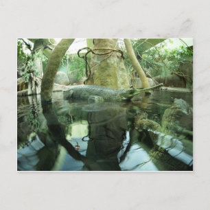Gavialis gangeticus postcard