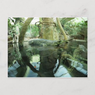 Gavialis gangeticus postcard