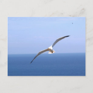 Gaviota Postcard