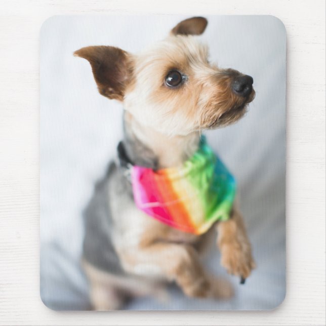 Gay Pride Rainbow Dog | Yorkshire Terrier Mouse Pad (Front)