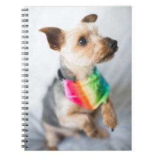 Gay Pride Rainbow Dog   Yorkshire Terrier Notebook
