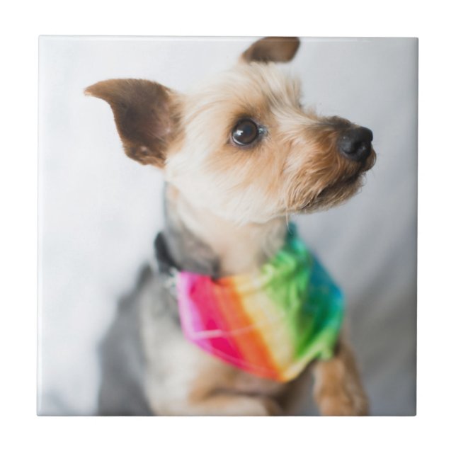 Gay Pride Rainbow Dog | Yorkshire Terrier Tile (Front)