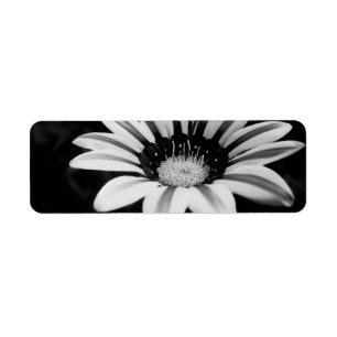 GAZANIA