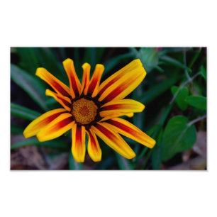 Gazania flower photo print