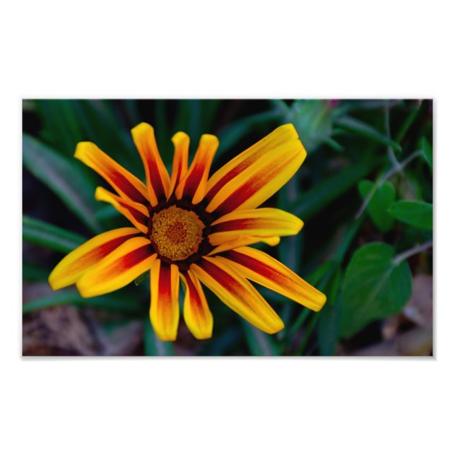 Gazania flower photo print (Front)