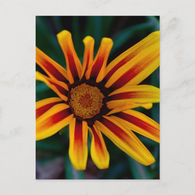 Gazania flower postcard (Front)