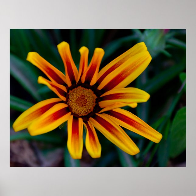 Gazania flower poster (Front)