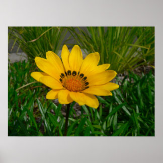 Gazania Flower Poster
