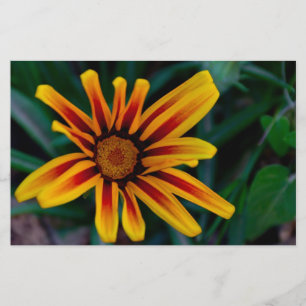 Gazania flower stationery