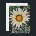 Gazania Flower Yellow White Postcard<br><div class="desc">A photo of a gazania flower in the park in Toronto. It is a beautiful off-white cream colour.</div>